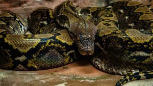 Psychose à Agla : un serpent géant signalé dans les bas-fonds, les autorités interpellées
