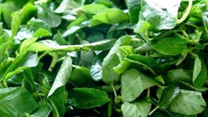 De la terre à l&rsquo;assiette : La sauce Crincrin (Adémè), cet indétrônable trésor national qui fait vibrer la famille